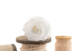 Stabilizovaná ruža – hlava XL biela