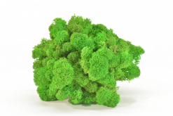 Keď si vyberieš hráškovo zelený lišajník, získaš nielen kvalitný prírodný materiál, ale aj možnosť vytvoriť dielo, ktoré vydrží roky bez akejkoľvek starostlivosti. Navyše každý projekt prinesie do interiéru unikátny kúsok prírody, ktorý nikdy nestratí svoju sviežosť a harmóniu.