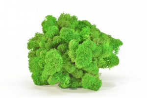 Keď si vyberieš hráškovo zelený lišajník, získaš nielen kvalitný prírodný materiál, ale aj možnosť vytvoriť dielo, ktoré vydrží roky bez akejkoľvek starostlivosti. Navyše každý projekt prinesie do interiéru unikátny kúsok prírody, ktorý nikdy nestratí svoju sviežosť a harmóniu.