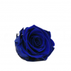 Stabilizovaná ruža – hlava XL královská modrá