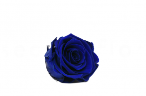 Stabilizovaná ruža – hlava XL královská modrá