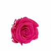 Stabilizovaná ruža – hlava XL barbie ružová