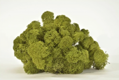 Keď si vyberieš midi lišajník, získaš nielen kvalitný prírodný materiál, ale aj možnosť vytvoriť dielo, ktoré vydrží roky bez akejkoľvek starostlivosti. Navyše každý projekt prinesie do interiéru unikátny kúsok prírody, ktorý nikdy nestratí svoju sviežosť a harmóniu.