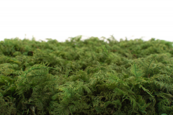 Keď si vyberieš papraďový hrubý plochý mach, získaš nielen kvalitný prírodný materiál, ale aj možnosť vytvoriť dekoráciu, ktorá vydrží roky bez akejkoľvek starostlivosti. Navyše každý projekt prinesie do interiéru unikátny kúsok prírody, ktorý nikdy nestratí svoju sviežosť a harmóniu.