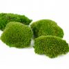 Keď si vyberieš zelený extra mini kopčekový mach, získaš nielen kvalitný prírodný materiál, ale aj možnosť vytvoriť dielo, ktoré vydrží roky bez akejkoľvek starostlivosti. Navyše každý projekt prinesie do interiéru unikátny kúsok prírody, ktorý nikdy nestratí svoju sviežosť a harmóniu.