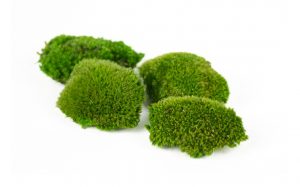 Keď si vyberieš zelený extra mini kopčekový mach, získaš nielen kvalitný prírodný materiál, ale aj možnosť vytvoriť dielo, ktoré vydrží roky bez akejkoľvek starostlivosti. Navyše každý projekt prinesie do interiéru unikátny kúsok prírody, ktorý nikdy nestratí svoju sviežosť a harmóniu.