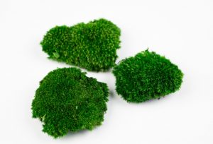 Keď si vyberieš tmavý extra mini kopčekový mach, získaš nielen kvalitný prírodný materiál, ale aj možnosť vytvoriť dielo, ktoré vydrží roky bez akejkoľvek starostlivosti. Navyše každý projekt prinesie do interiéru unikátny kúsok prírody, ktorý nikdy nestratí svoju sviežosť a harmóniu.