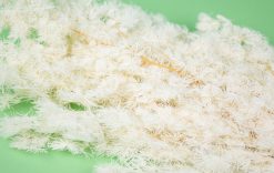 Stabilizovaná papraď ming  - biela