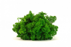 Keď si vyberieš jablkovo zelený lišajník, získaš nielen kvalitný prírodný materiál, ale aj možnosť vytvoriť dielo, ktoré vydrží roky bez akejkoľvek starostlivosti. Navyše každý projekt prinesie do interiéru unikátny kúsok prírody, ktorý nikdy nestratí svoju sviežosť a harmóniu.