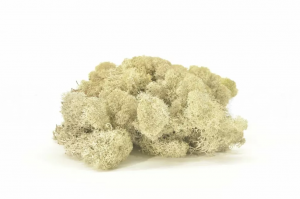 Keď si vyberieš biely lišajník, získaš nielen kvalitný prírodný materiál, ale aj možnosť vytvoriť dielo, ktoré vydrží roky bez akejkoľvek starostlivosti. Navyše každý projekt prinesie do interiéru unikátny kúsok prírody, ktorý nikdy nestratí svoju sviežosť a harmóniu.