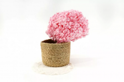 Stabilizované kvety Hortenzia - pastelovo ružová