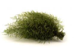 Stabilizovaná papraď air - zelená