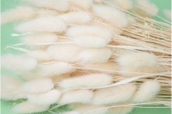 Sušené kvety Lagurus – biele, krémové