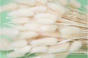 Sušené kvety Lagurus – biele, krémové