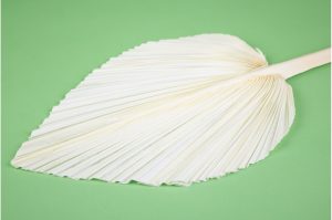 Sušené palmové listy