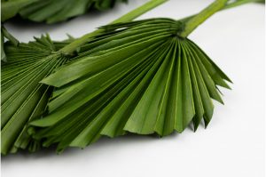 Sušené palmové listy - zelené