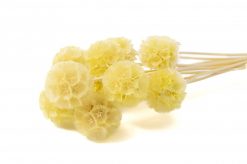 Stabilizovaná rastlina - hlaváč hviezdicovitý - bledo žltý