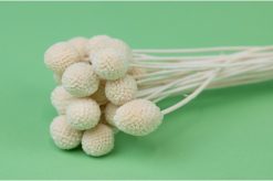 Stabilizovaná rastlina Craspedia - biela