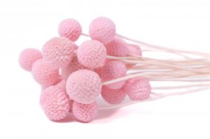 Stabilizovaná rastlina Craspedia - ružová