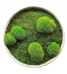 Machový obraz - kruh s plochým a kopčekovým machom ti prináša prirodzenú energiu a dotyk prírody, ktorý v interiéri pôsobí príjemne, pokojne a harmonicky.