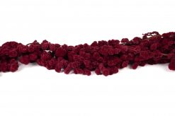 Stabilizovaný amarant bobulovitý - bordový