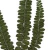 Stabilizovaná papraď - Felci zelená