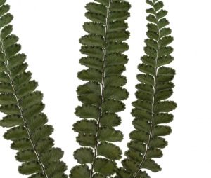 Stabilizovaná papraď - Felci zelená