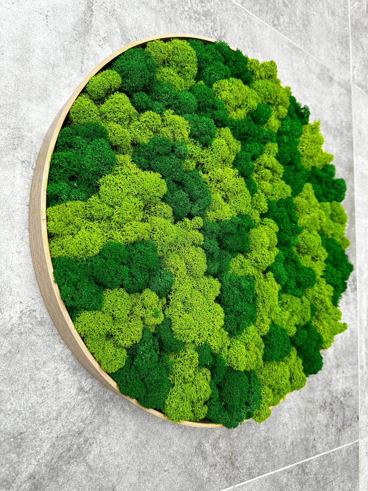 Machový obraz – kruh lišajník mix prináša do priestoru nielen vizuálnu krásu, ale aj pokoj, prírodnú harmóniu a výnimočnú atmosféru, ktorá nikdy nevybledne.