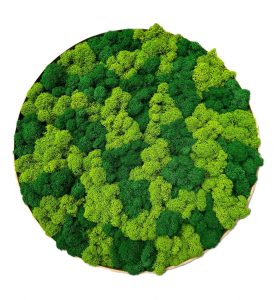 Machový obraz – kruh lišajník mix prináša do priestoru nielen vizuálnu krásu, ale aj pokoj, prírodnú harmóniu a výnimočnú atmosféru, ktorá nikdy nevybledne.