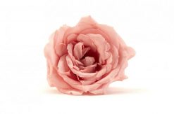 Stabilizovaná ruža - vani ružová