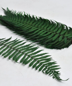 Stabilizovaná papraď - zelená