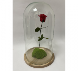 Naša ruža v kopule Princ nie je len obyčajná dekorácia. Predstavuje spojenie príbehu, estetiky a hodnoty, ktoré pretrvá dlhé roky. Prinesie do každého priestoru nádych výnimočnosti a stane sa darom, ktorý poteší a zároveň pretrvá.