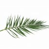 Stabilizovaný palmový list - Phoenix - zelená